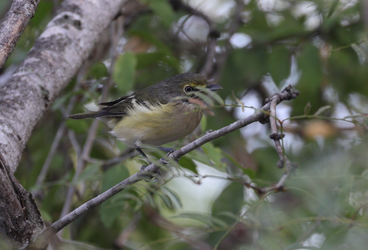 Weißaugenvireo - ML643762875