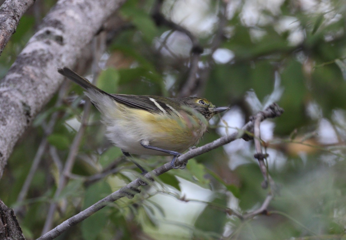 Weißaugenvireo - ML643762876