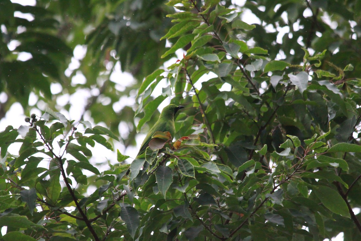 smaragdbladfugl - ML643762892