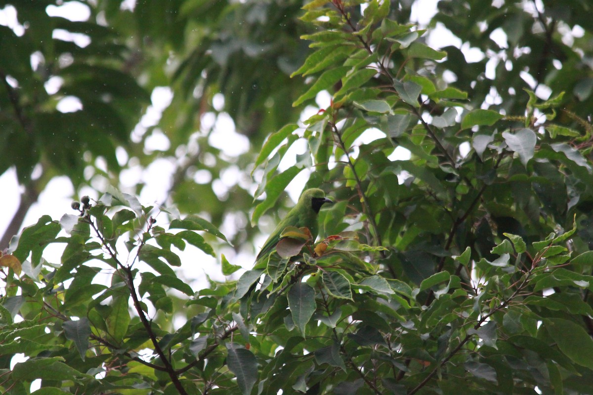 smaragdbladfugl - ML643762893