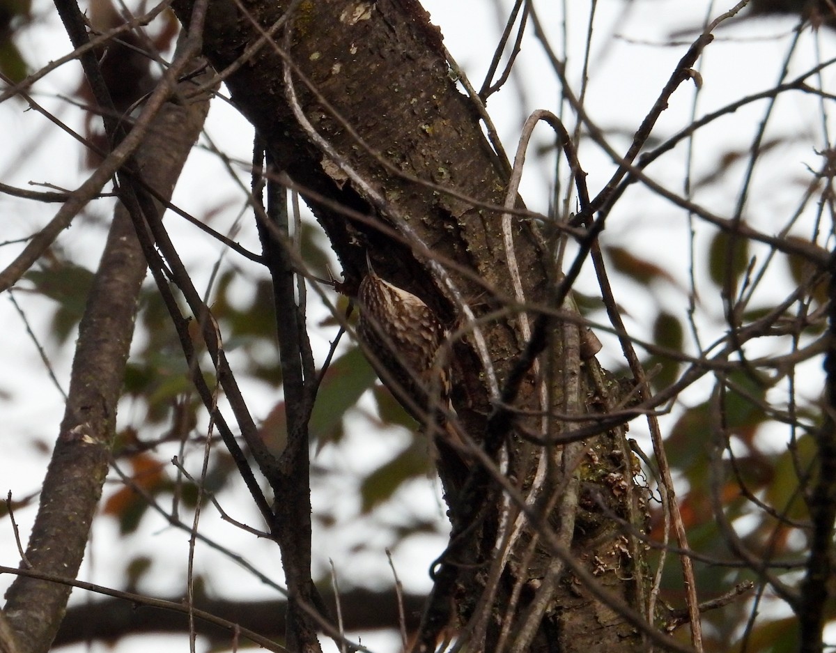 Brown Creeper - ML643762894