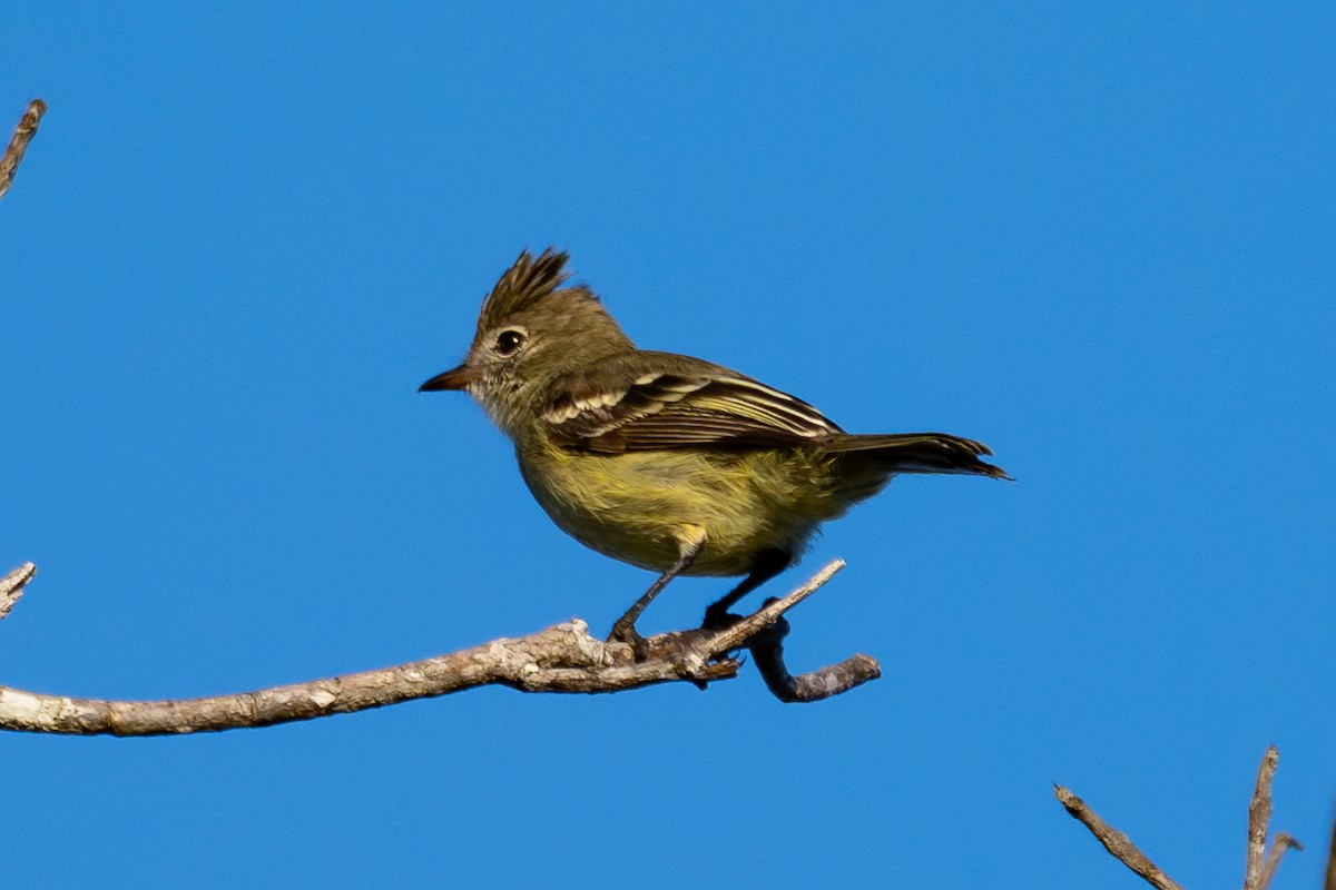 Yellow-bellied Elaenia - ML643762922