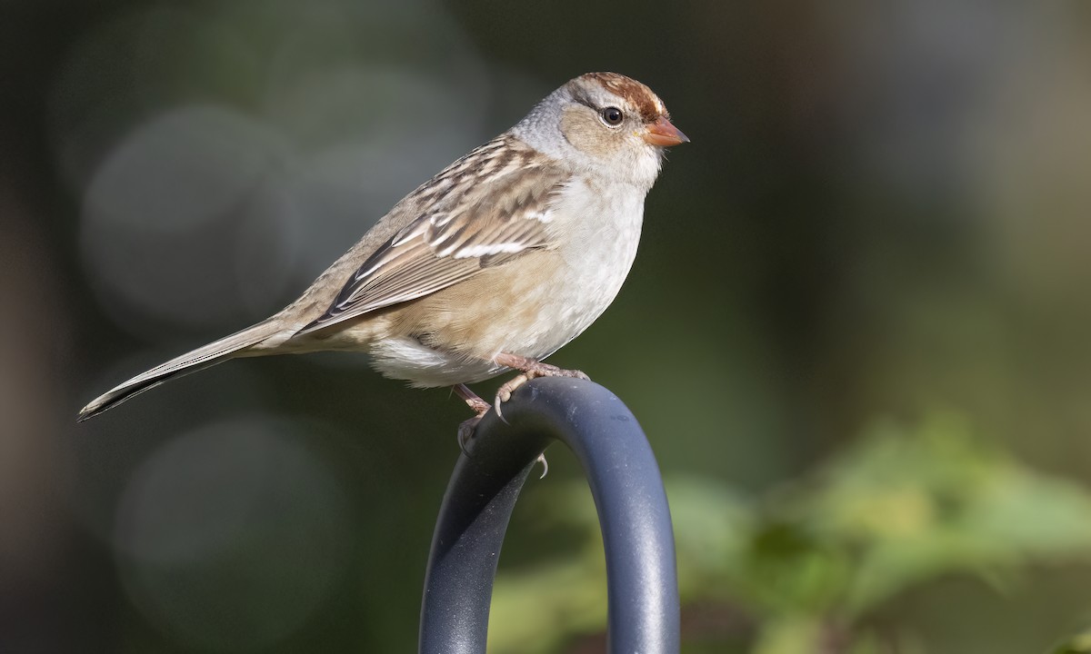 White-crowned Sparrow - ML643762932