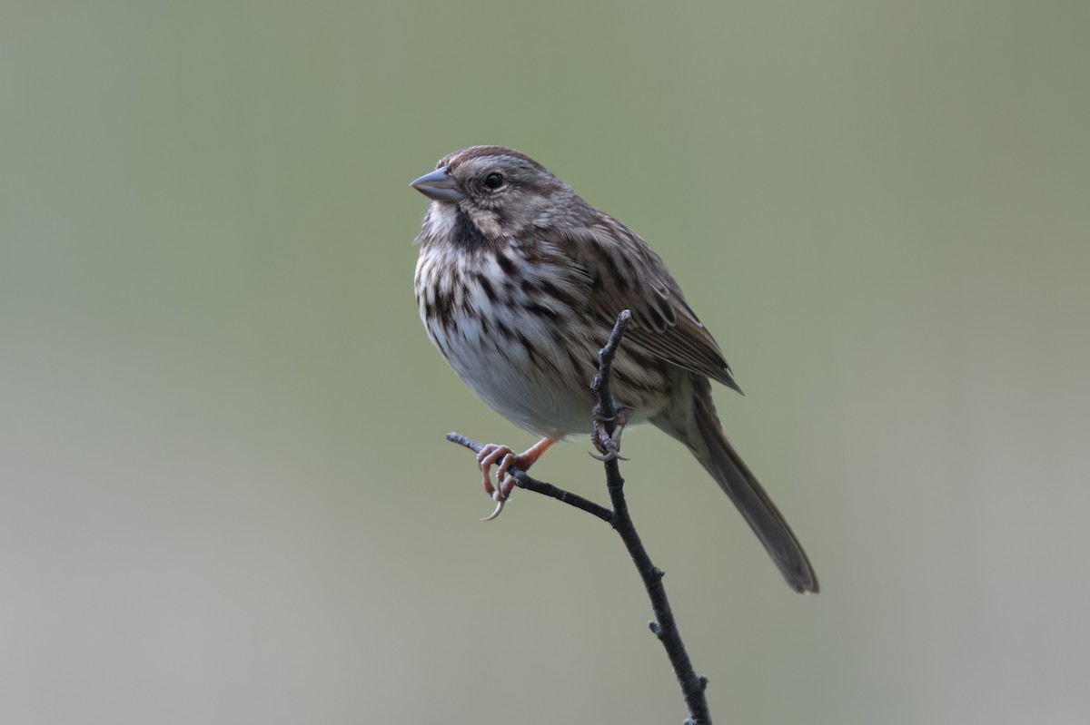 Song Sparrow - ML643762949