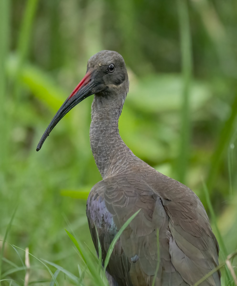 Hadada Ibis - ML643762950