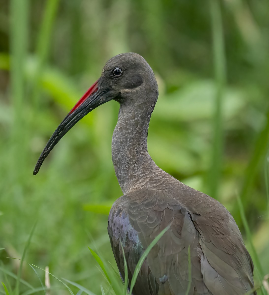 Hadada Ibis - ML643762956