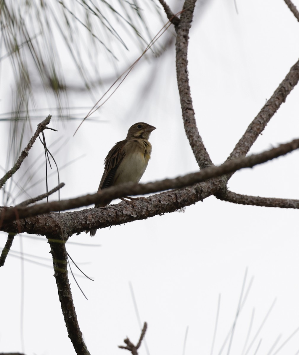 Dickcissel - ML643762958