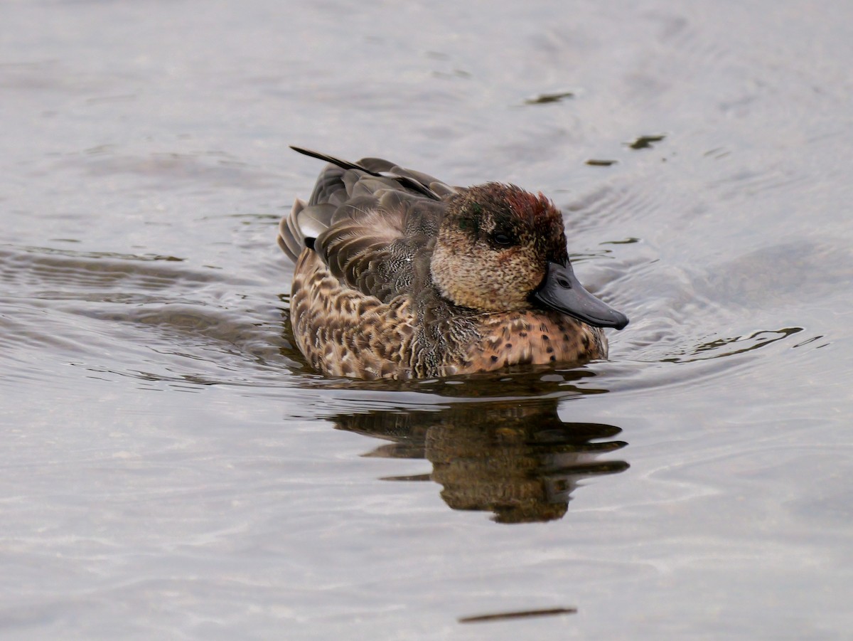 Green-winged Teal - ML643762969