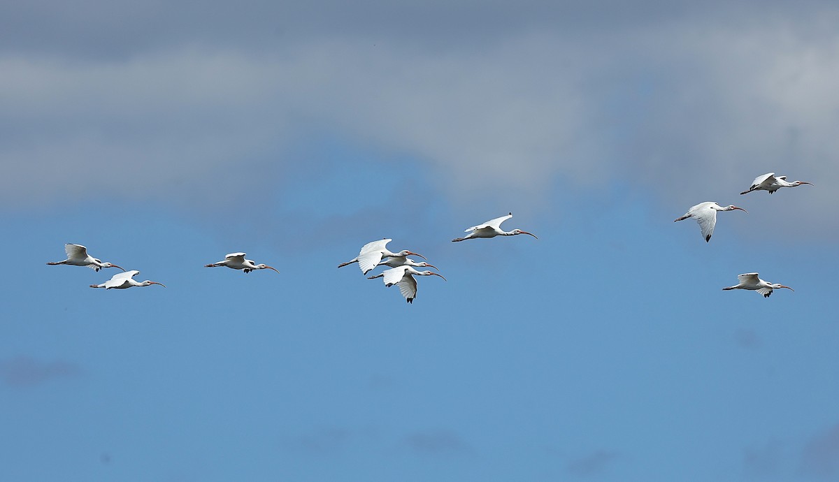 ibis bílý - ML643762972