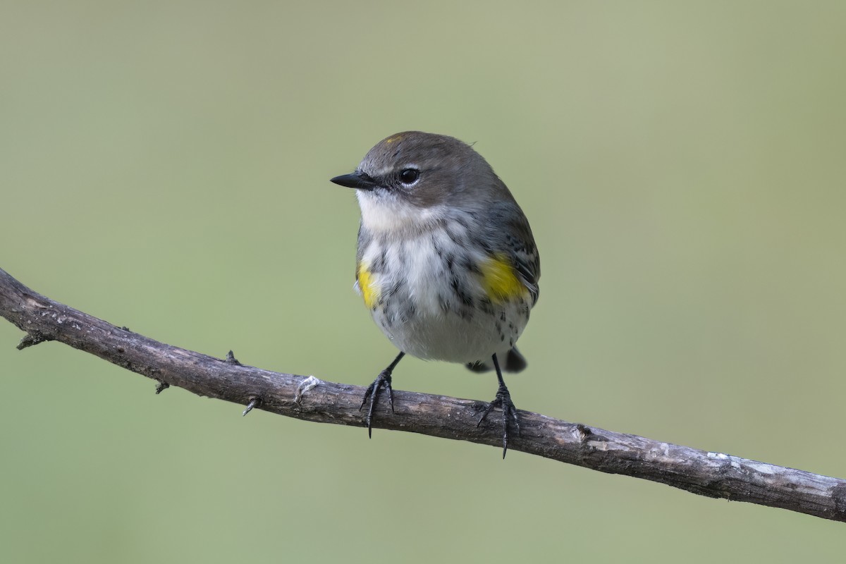 Yellow-rumped Warbler - ML643762974