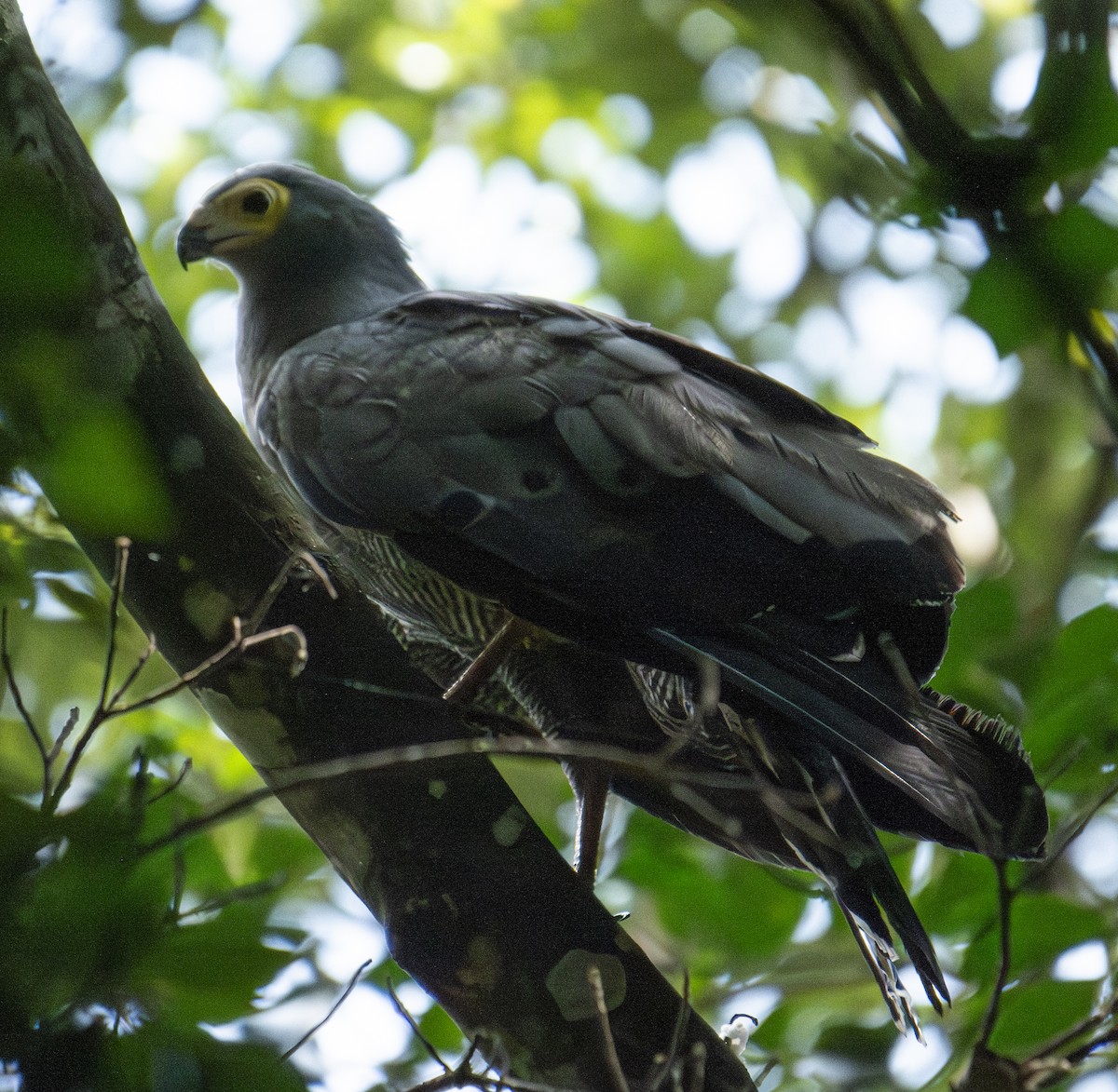 African Harrier-Hawk - ML643762975