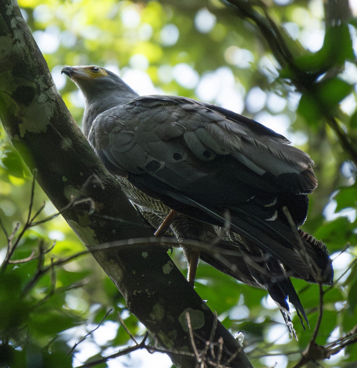 African Harrier-Hawk - ML643762983