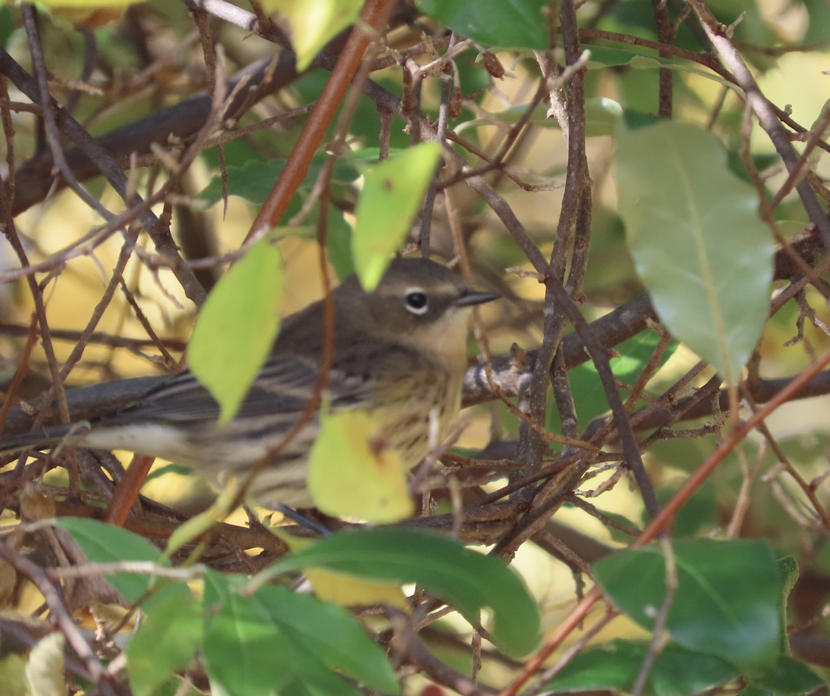 lesňáček žlutoskvrnný - ML643762988