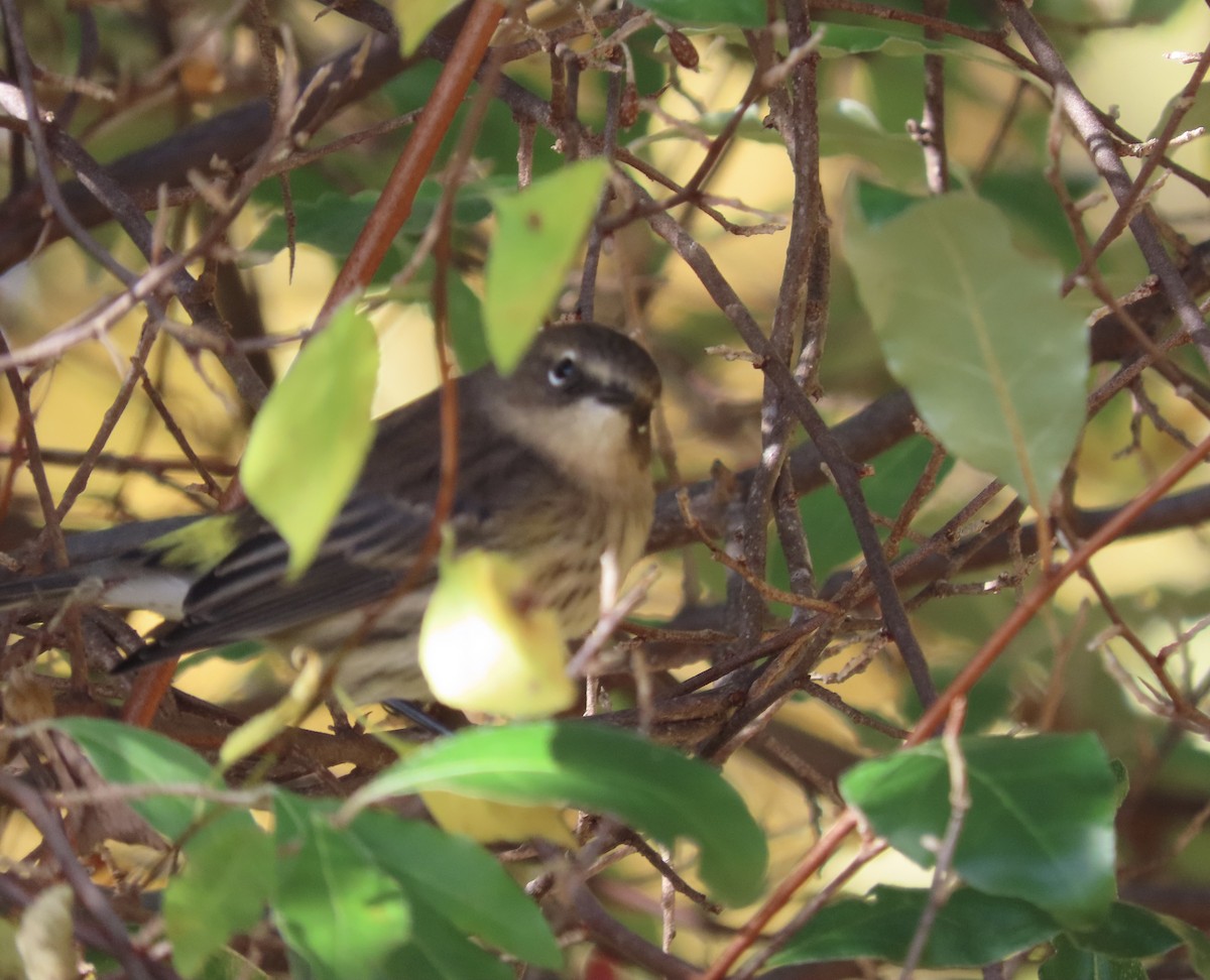 lesňáček žlutoskvrnný - ML643762993