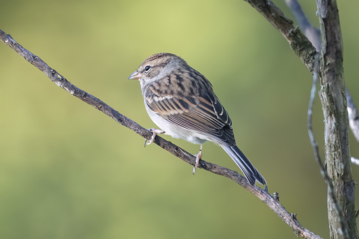 Chipping Sparrow - ML643762995