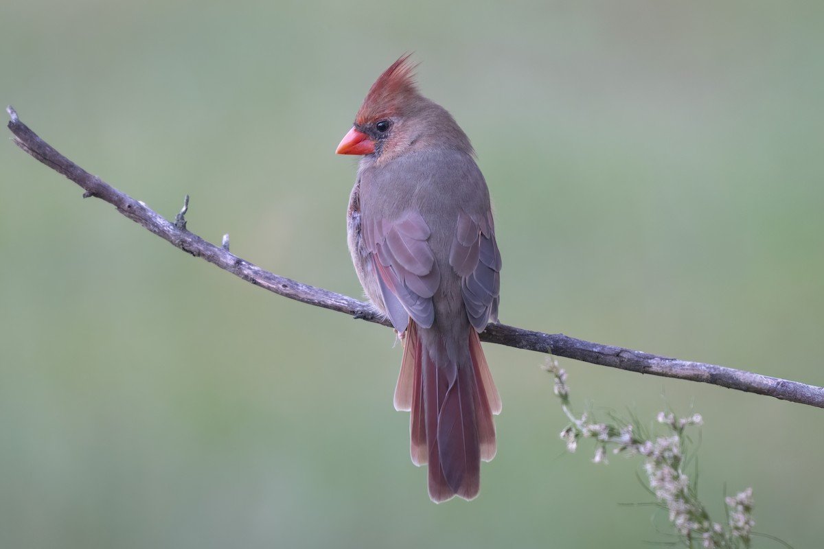 Northern Cardinal - ML643763000