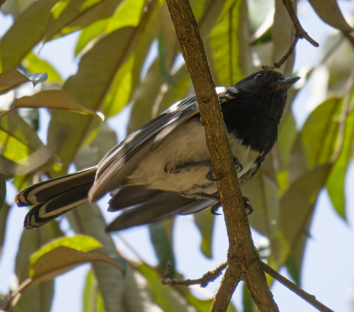 White-bellied Tit - ML643763005