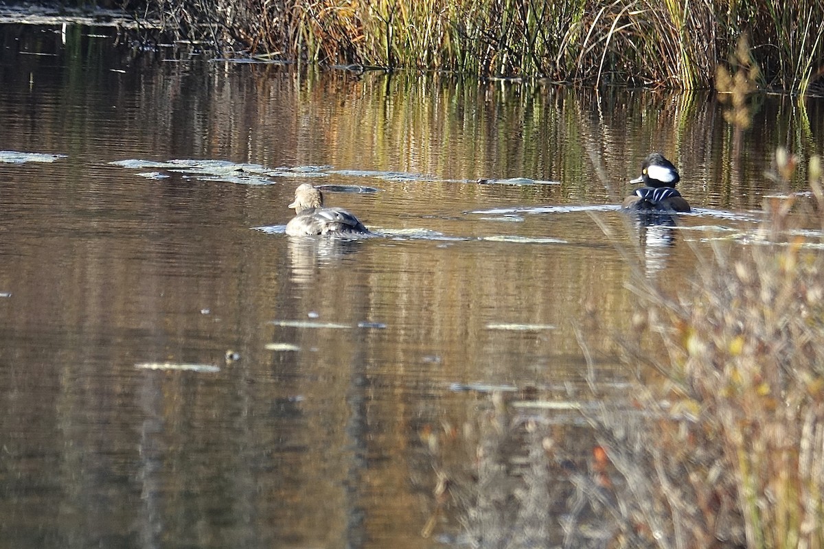 Hooded Merganser - ML643763006