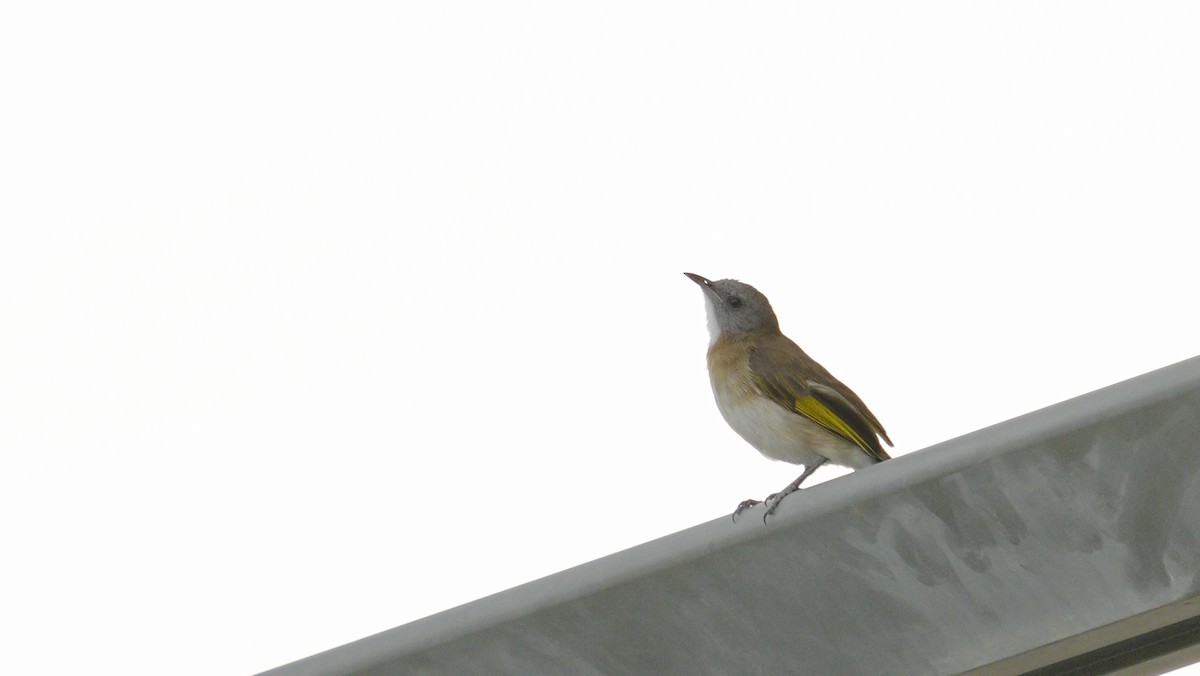Rufous-banded Honeyeater - ML643763011