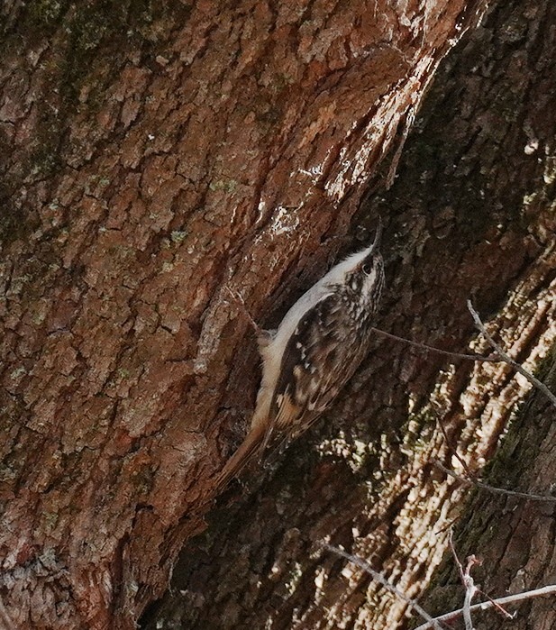 Brown Creeper - ML643763017