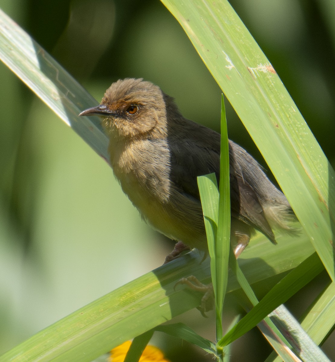 アカガオセッカ - ML643763018