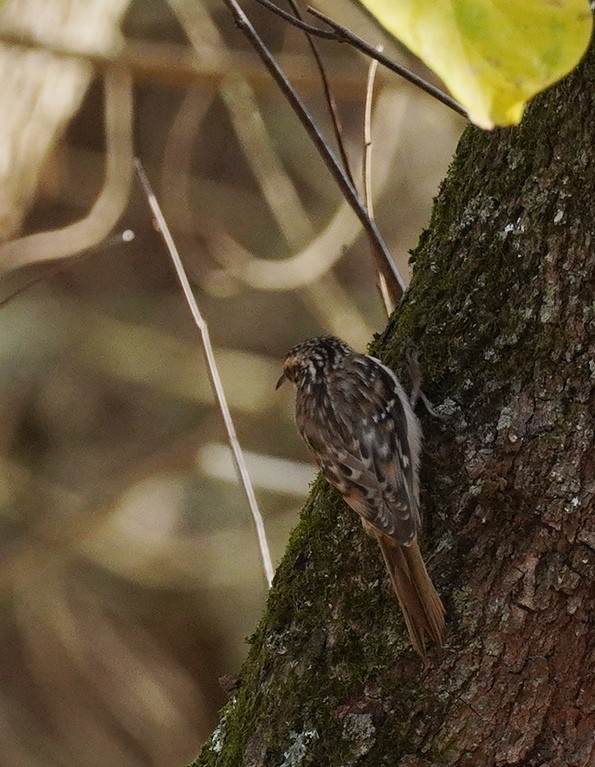 Brown Creeper - ML643763028