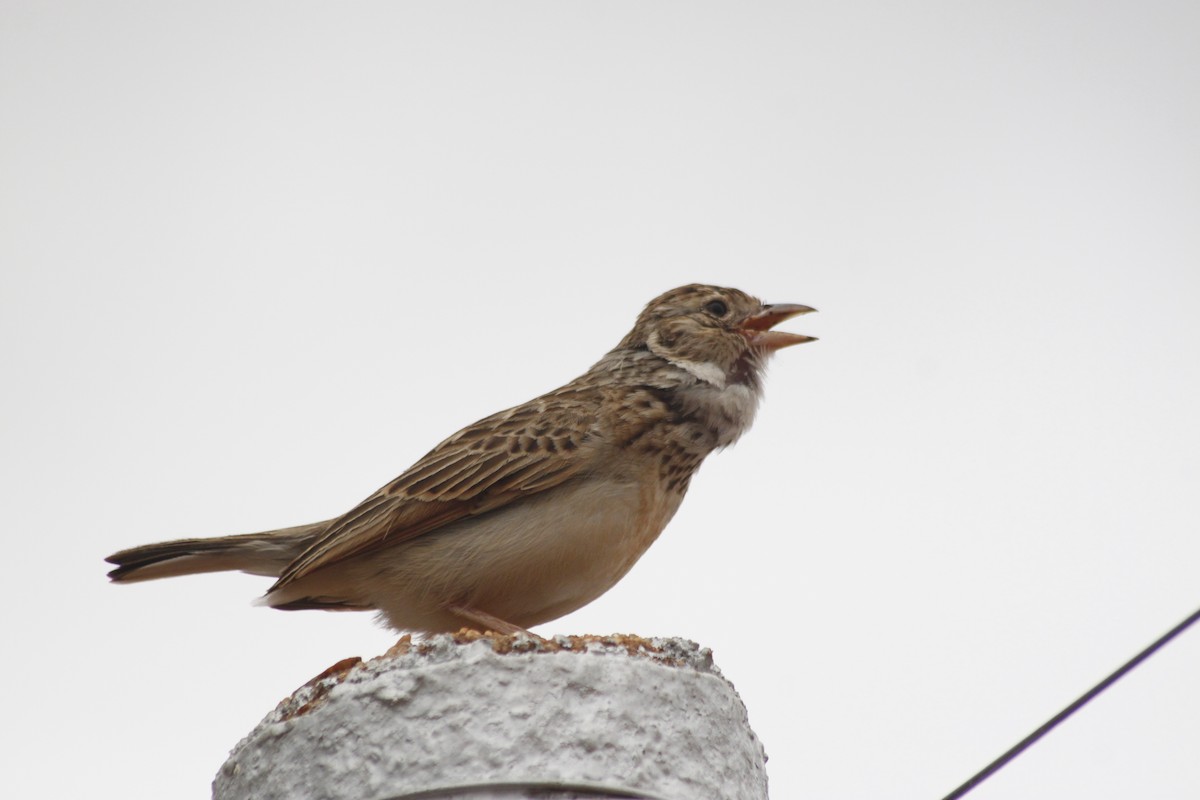 Monotonous Lark - ML643763038