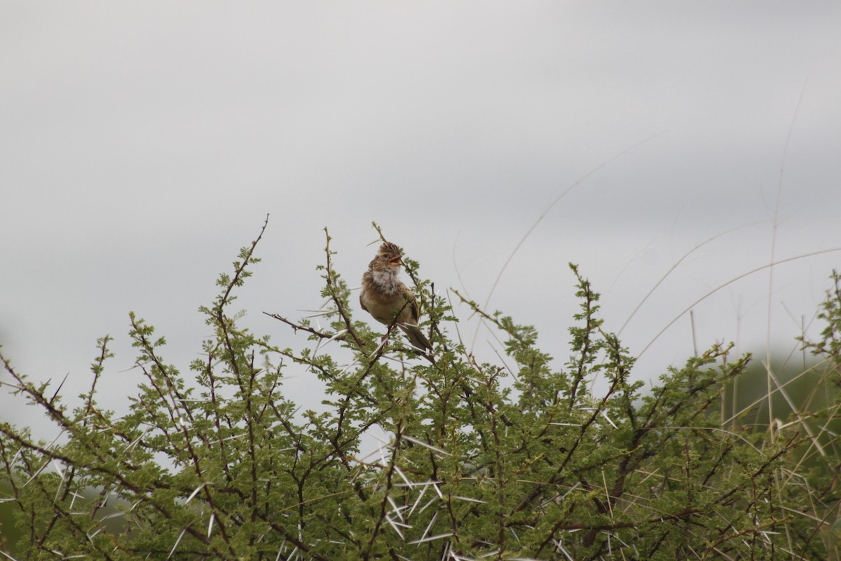 Monotonous Lark - ML643763039