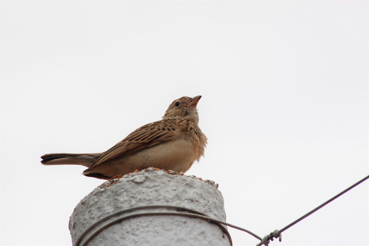 Monotonous Lark - ML643763041