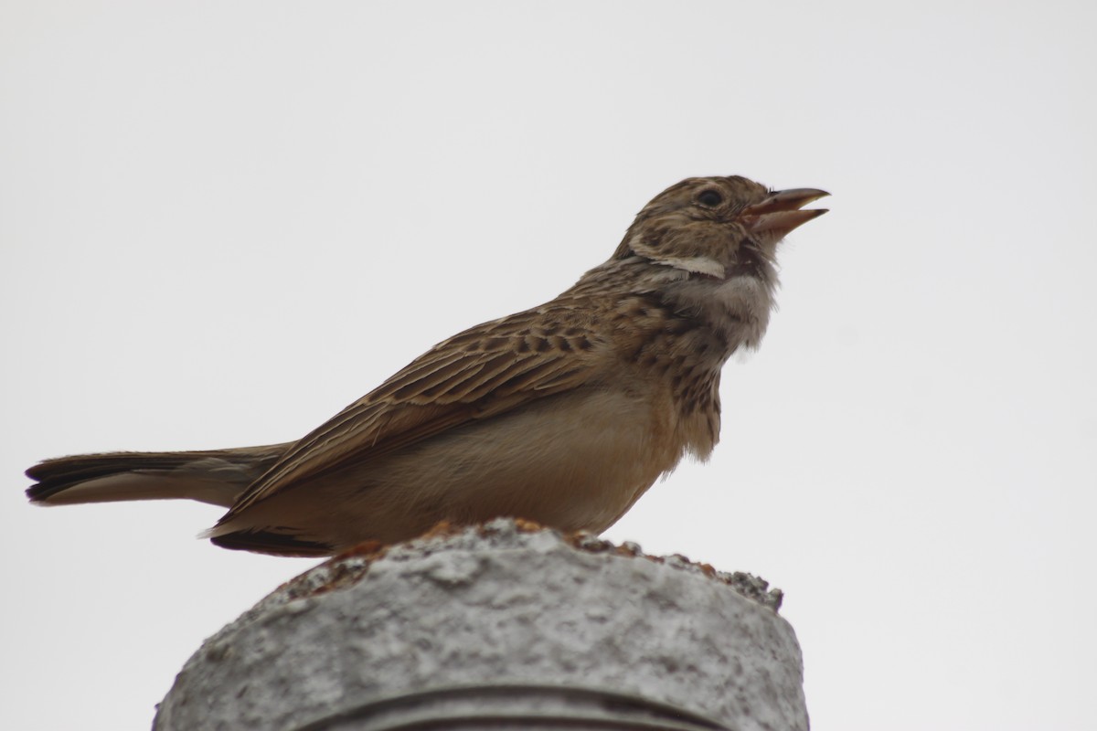 Monotonous Lark - ML643763049
