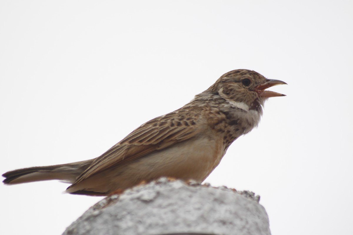 Monotonous Lark - ML643763051