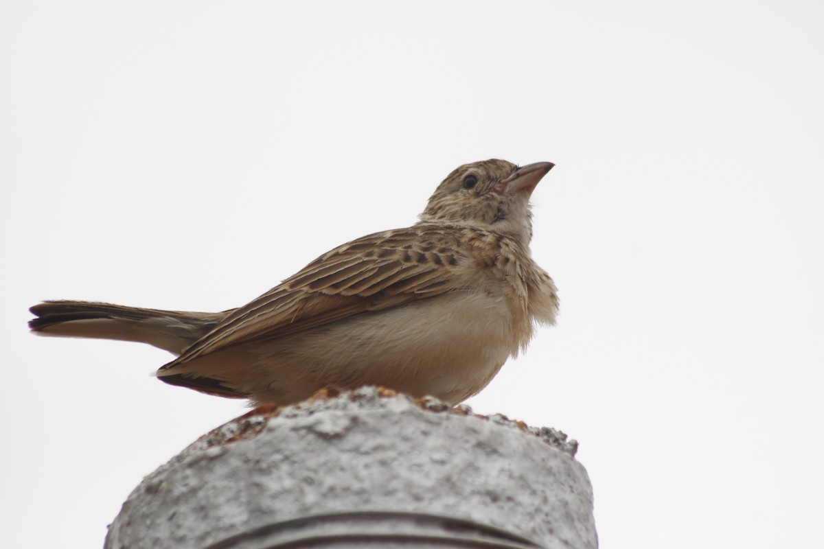 Monotonous Lark - ML643763052