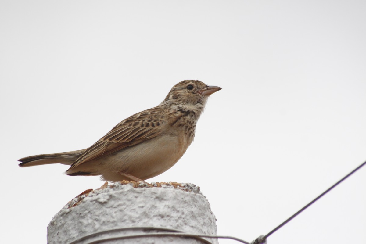 Monotonous Lark - ML643763053