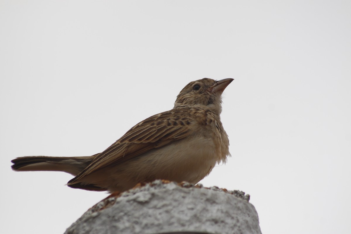 Monotonous Lark - ML643763054