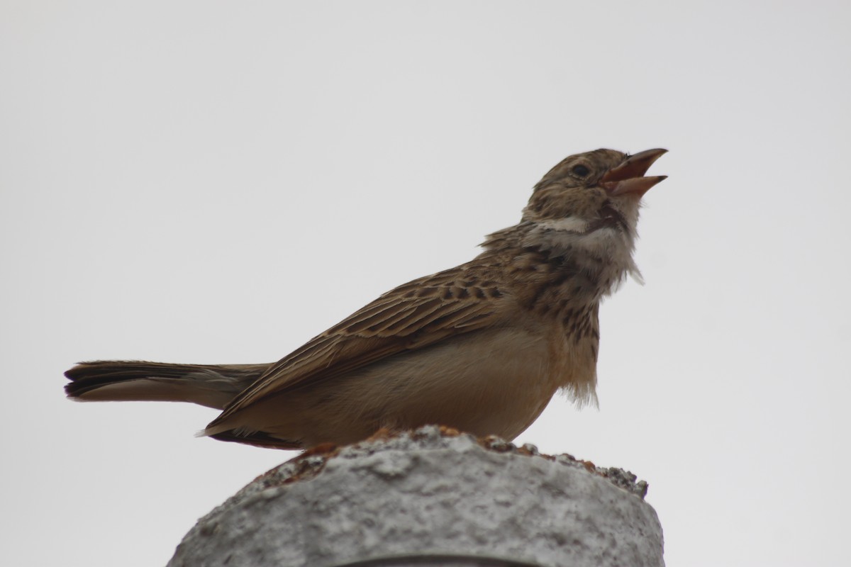 Monotonous Lark - ML643763055