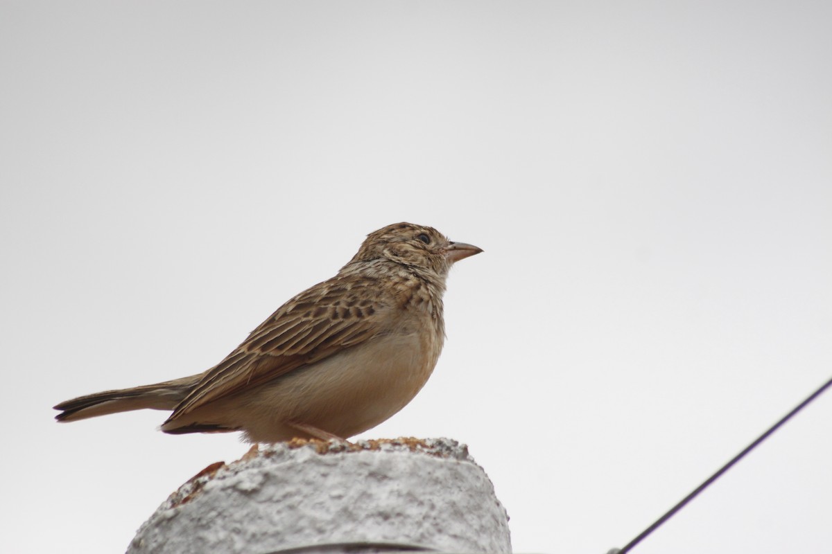 Monotonous Lark - ML643763056