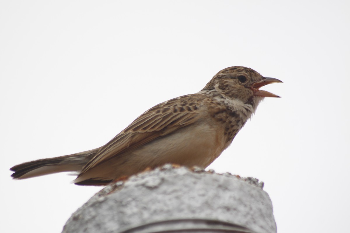 Monotonous Lark - ML643763057