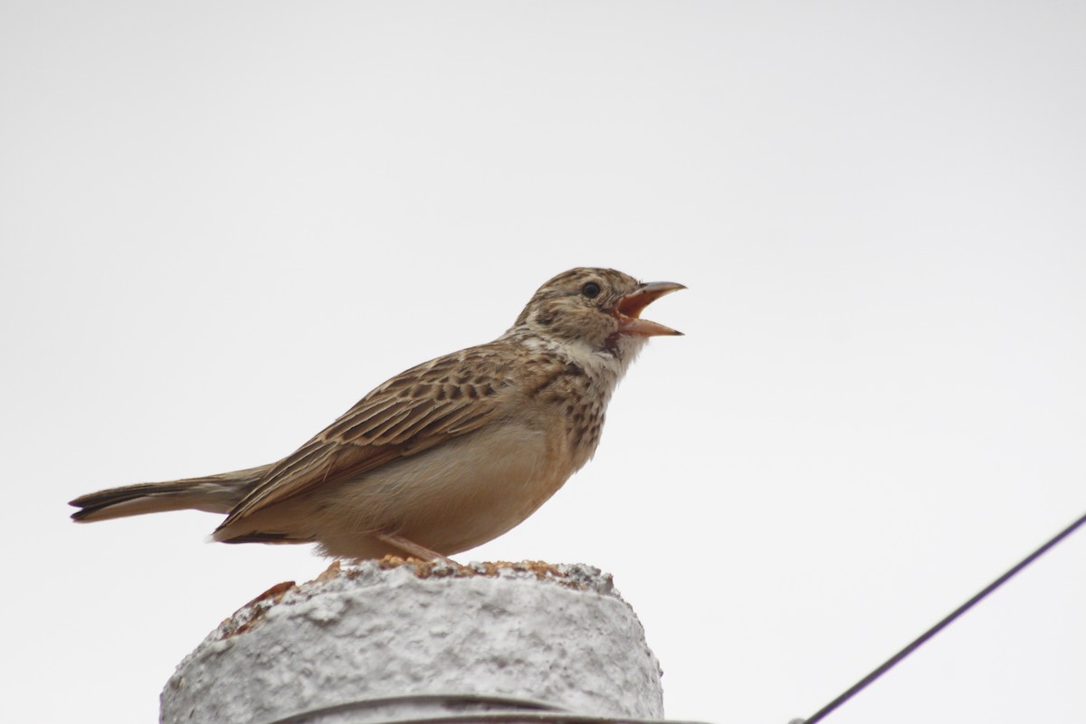 Monotonous Lark - ML643763058