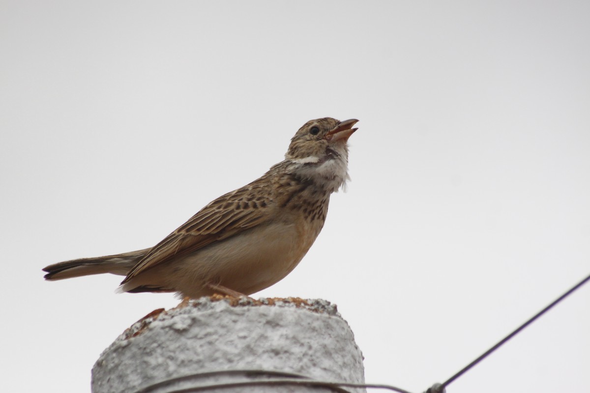 Monotonous Lark - ML643763059