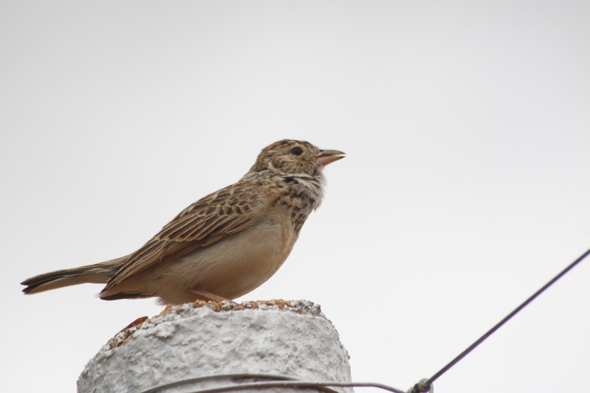 Monotonous Lark - ML643763060