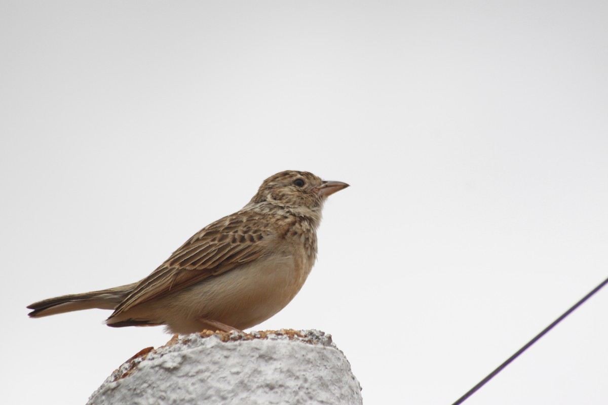 Monotonous Lark - ML643763062