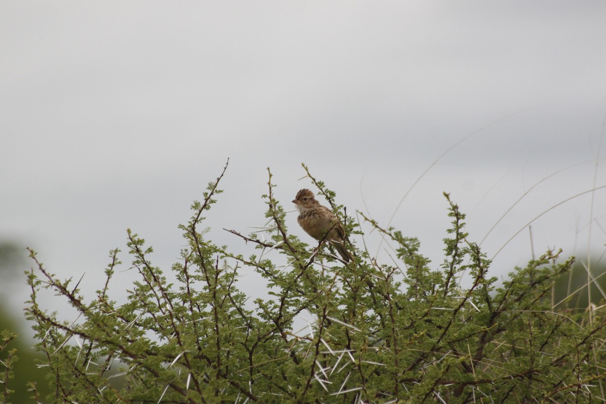 Monotonous Lark - ML643763065