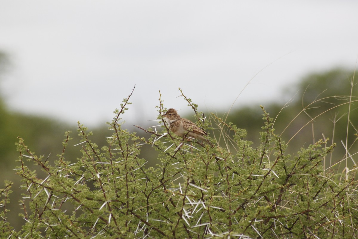 Monotonous Lark - ML643763066