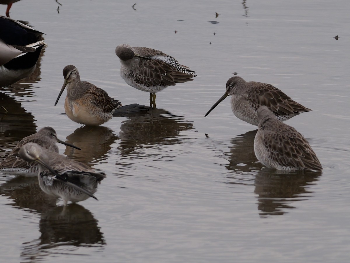 Long-billed Dowitcher - ML643763083
