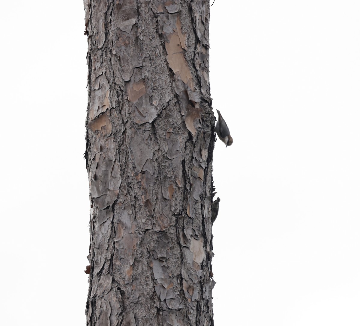 Brown-headed Nuthatch - ML643763087