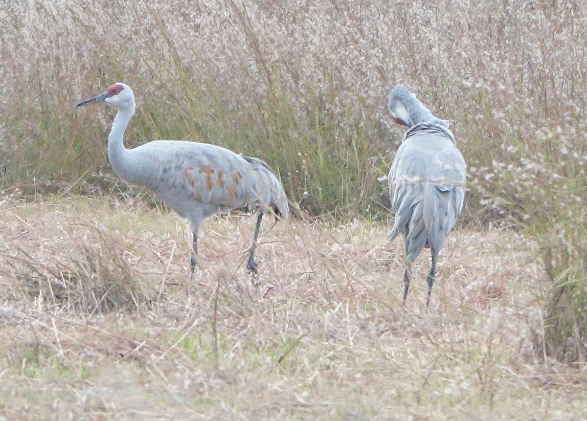 jeřáb kanadský - ML643763107