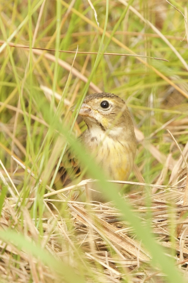 Dickcissel - ML643763108