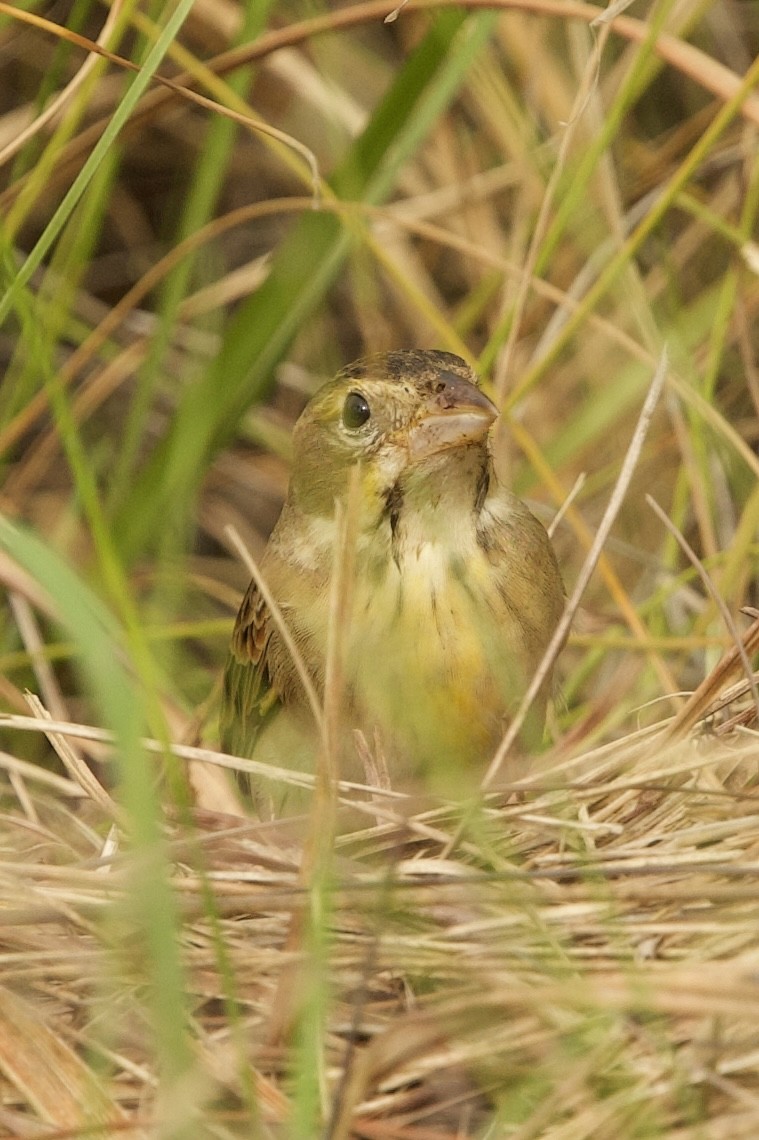 Dickcissel - ML643763109
