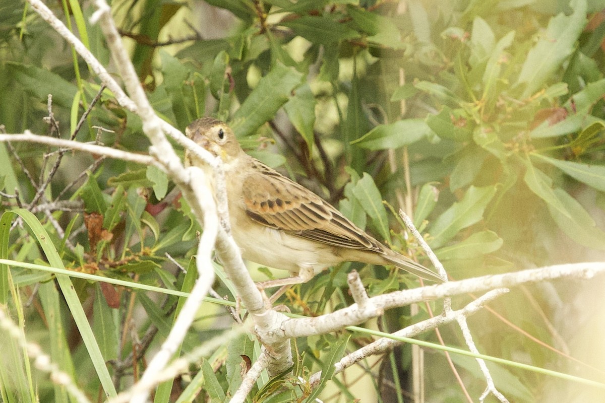 Dickcissel - ML643763110