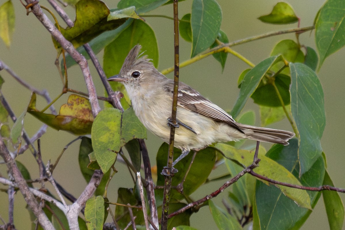 Plain-crested Elaenia - ML643763134
